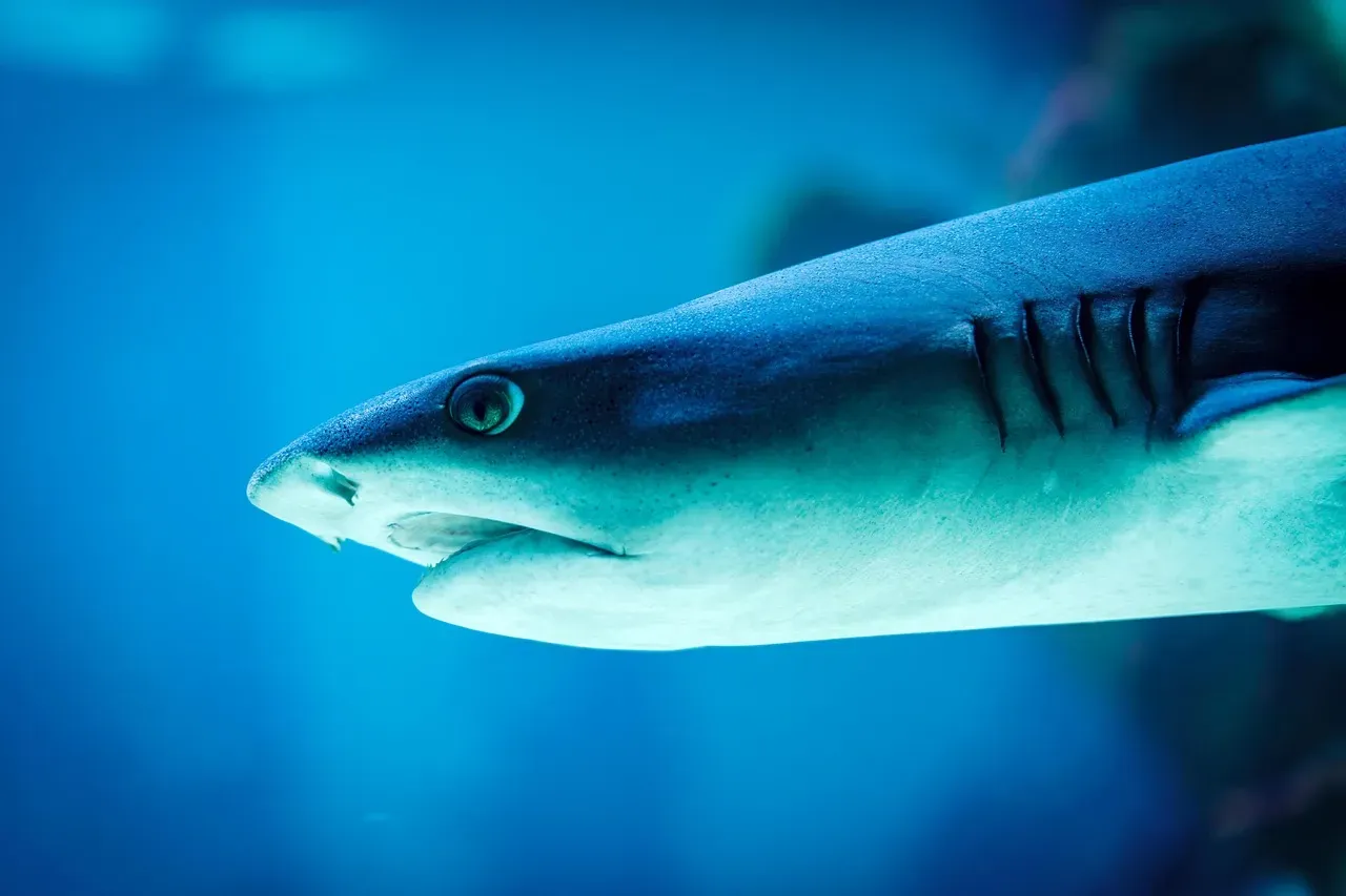 #3 Gemini (May 21 – June 20): The Blue Shark (Image Credits: Pixabay)