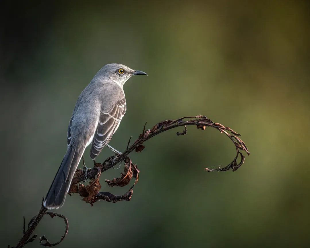 #1. Their Name Comes From a Sound That Fools People Into Looking for Cats (Image Credits: Unsplash)