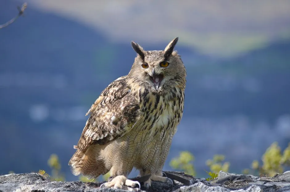 4. Whistles and Whinnies: Subtle Signals and Contact Calls (Image Credits: Pexels)