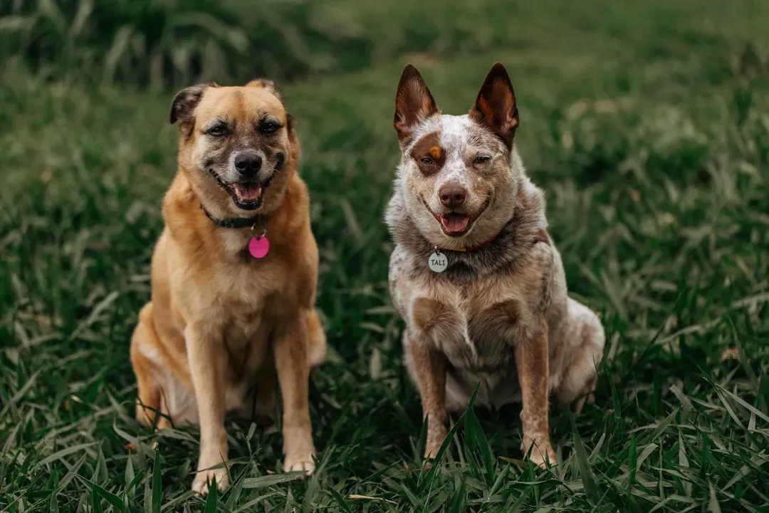 Purebred vs. Mixed Breed: The Hybrid Vigor Debate (Image Credits: Unsplash)