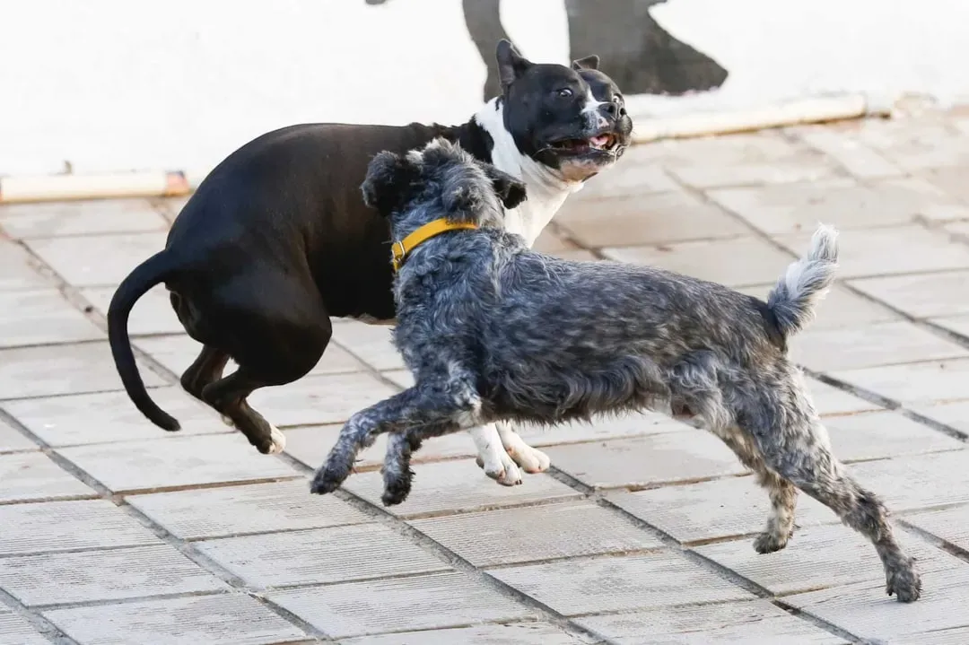 Never Use Aggression Or Try To Fight Back (Image Credits: Unsplash)