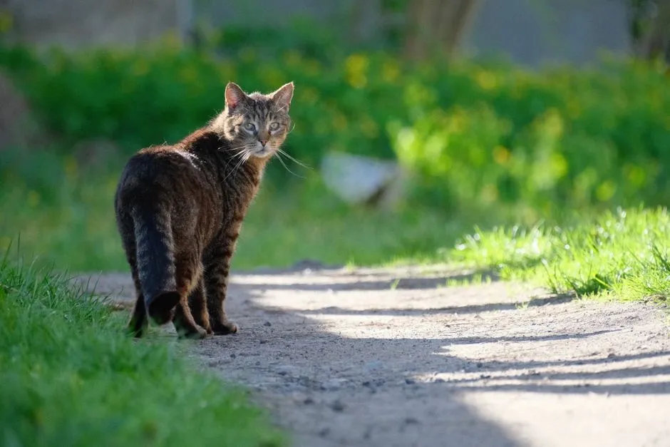 #1 - They Start Following You From Room to Room (Image Credits: Pexels)