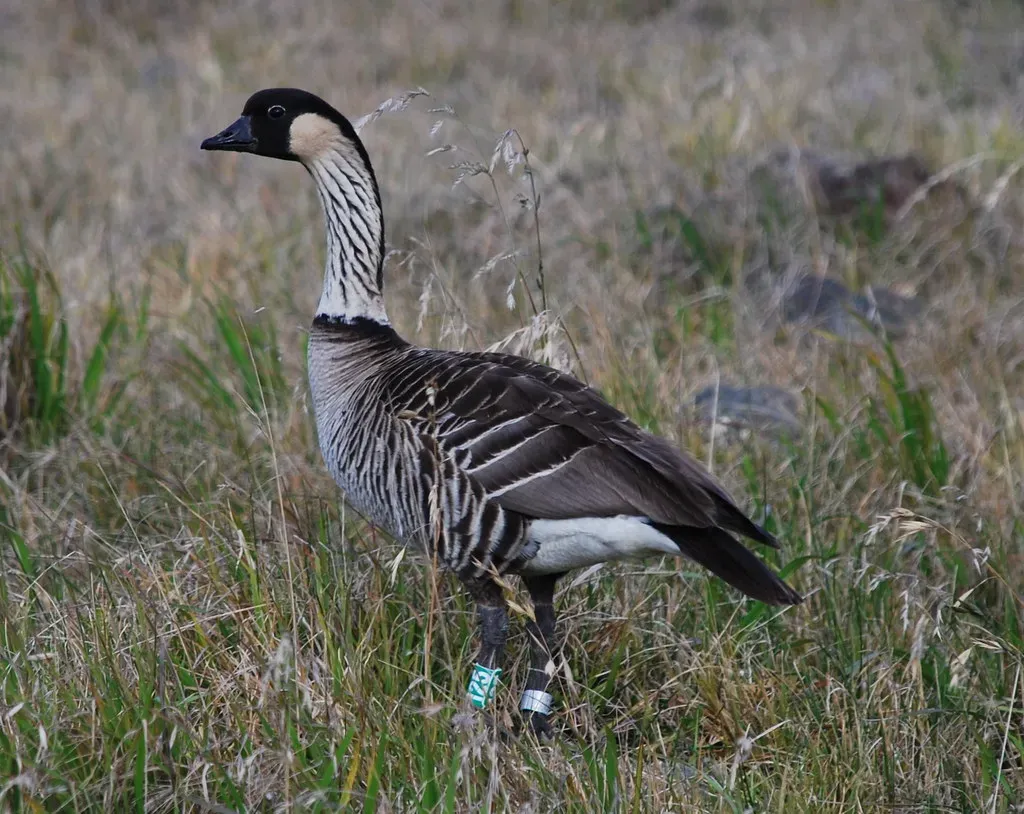 Nēnē: Hawaii's Feathered Survivor (Jose Felipe Ortega, Flickr, CC BY-SA 2.0)