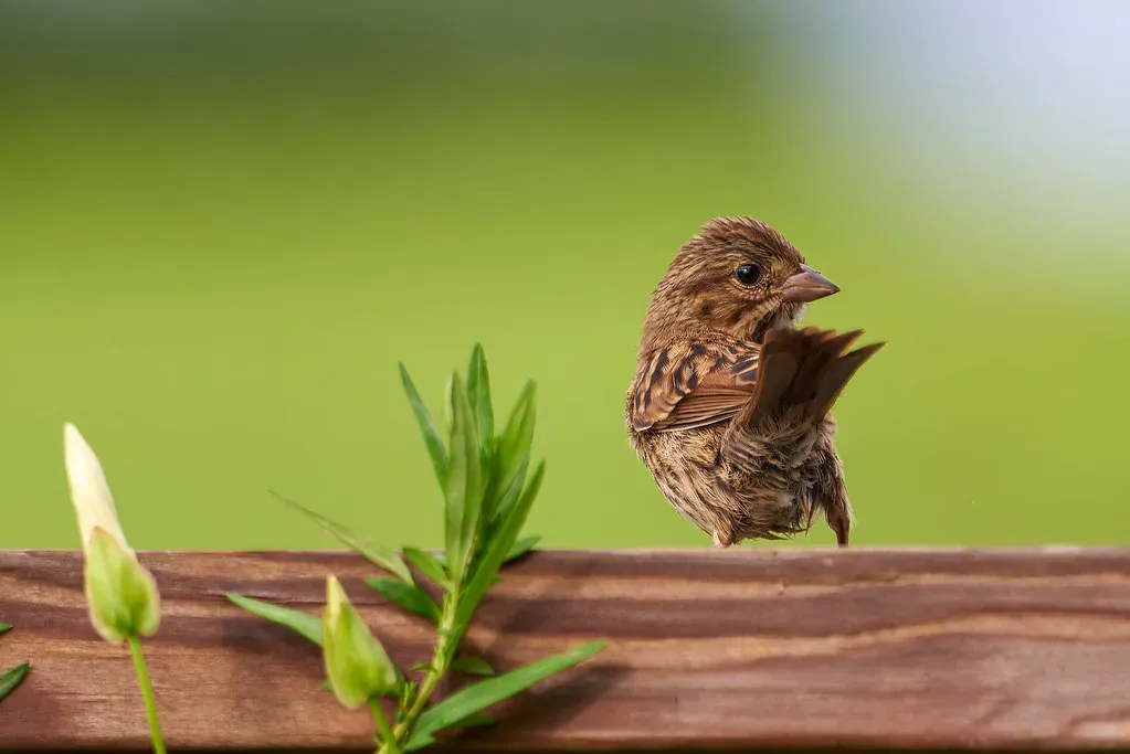 Song Sparrow (TonySprezzatura, Flickr, CC BY-SA 2.0)