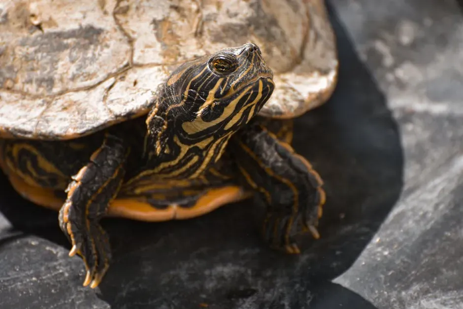 Cagle's Map Turtle: River-Bound and Threatened (Image Credits: Pexels)
