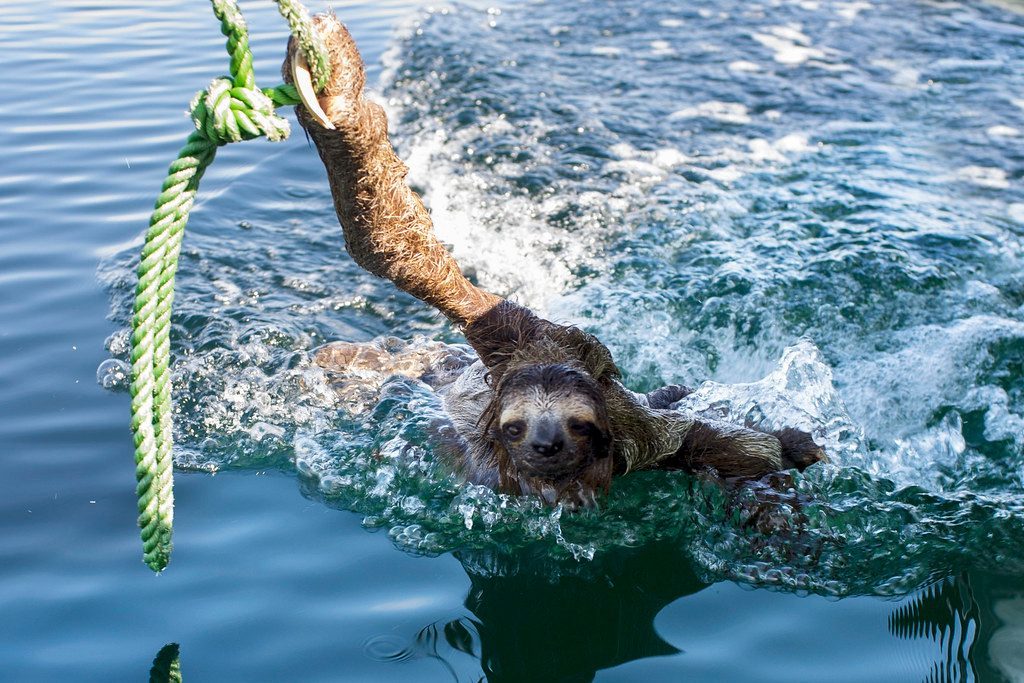 Sloths Can Hold Their Breath Longer Than Dolphins (Image Credits: Flickr)