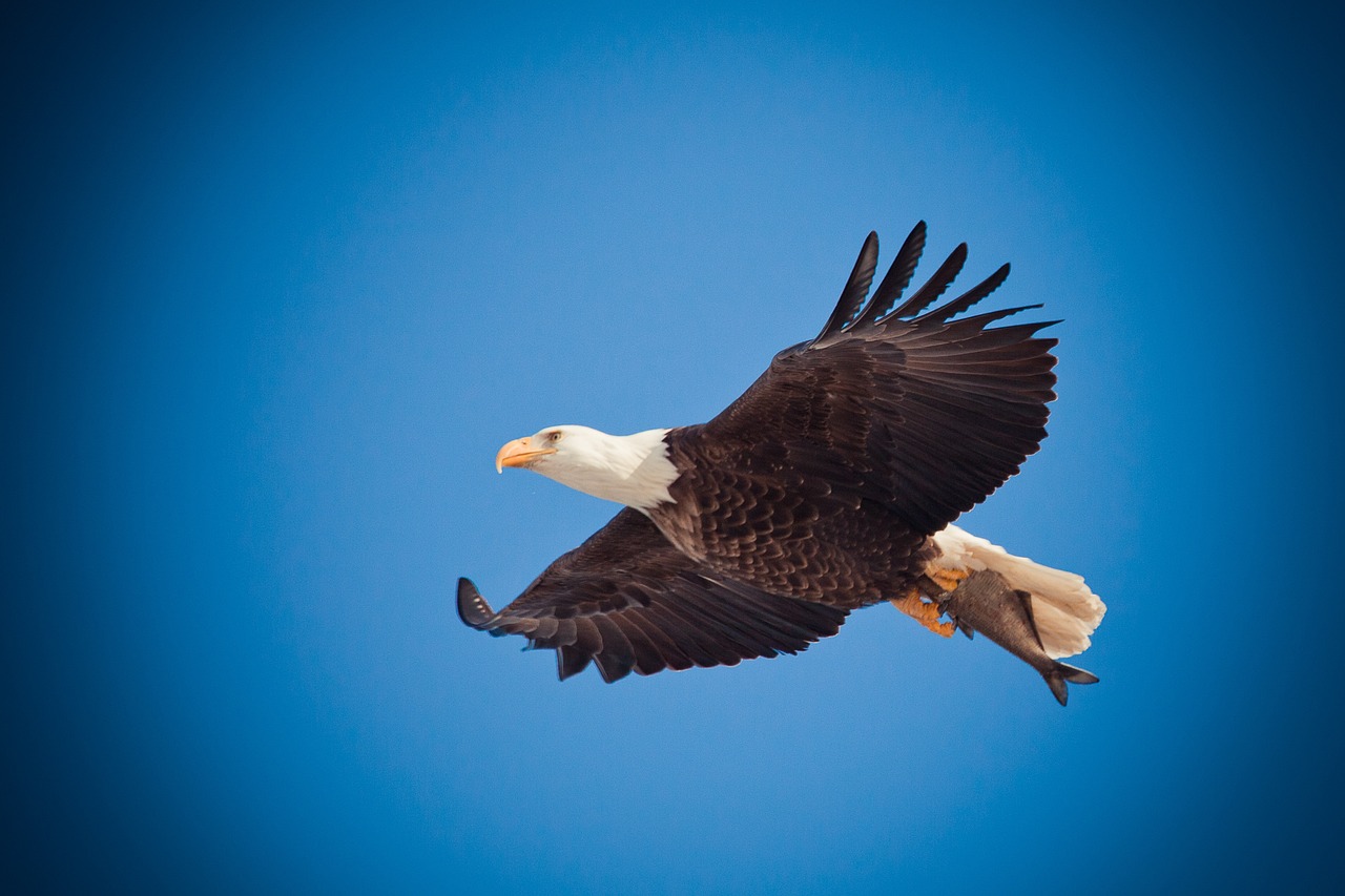 The Eagle: Sacred Messenger of the Sky (Image Credits: Pixabay)
