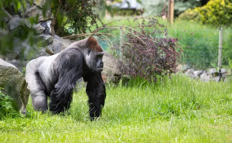 11. Gorillas: Reluctant but Capable (Image Credits: Pexels)