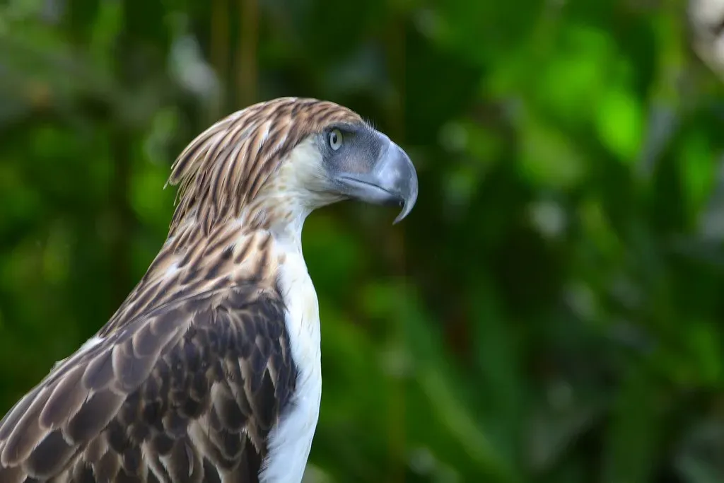 They're Critically Endangered With Alarmingly Low Numbers (Image Credits: Flickr)
