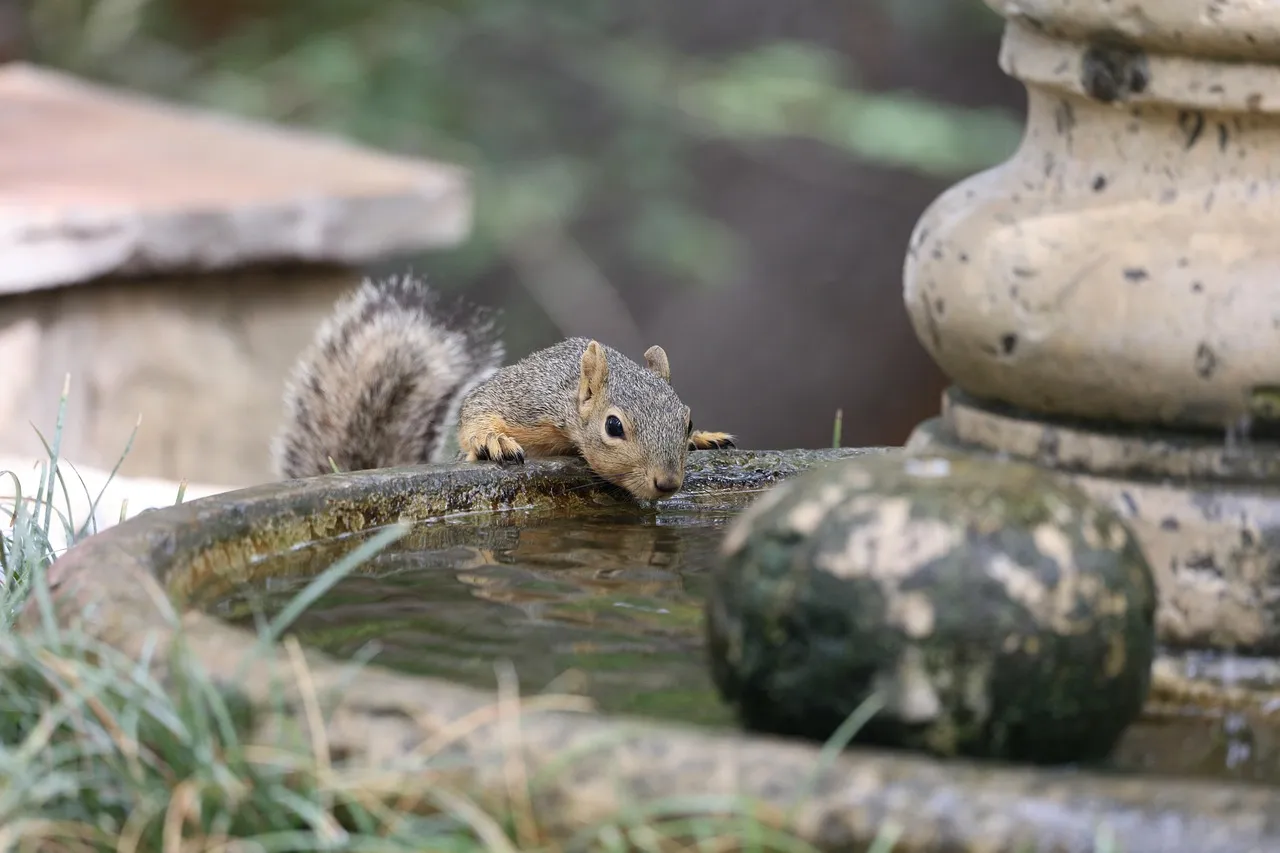 You Keep a Journal of Backyard Wildlife Sightings (Image Credits: Pixabay)