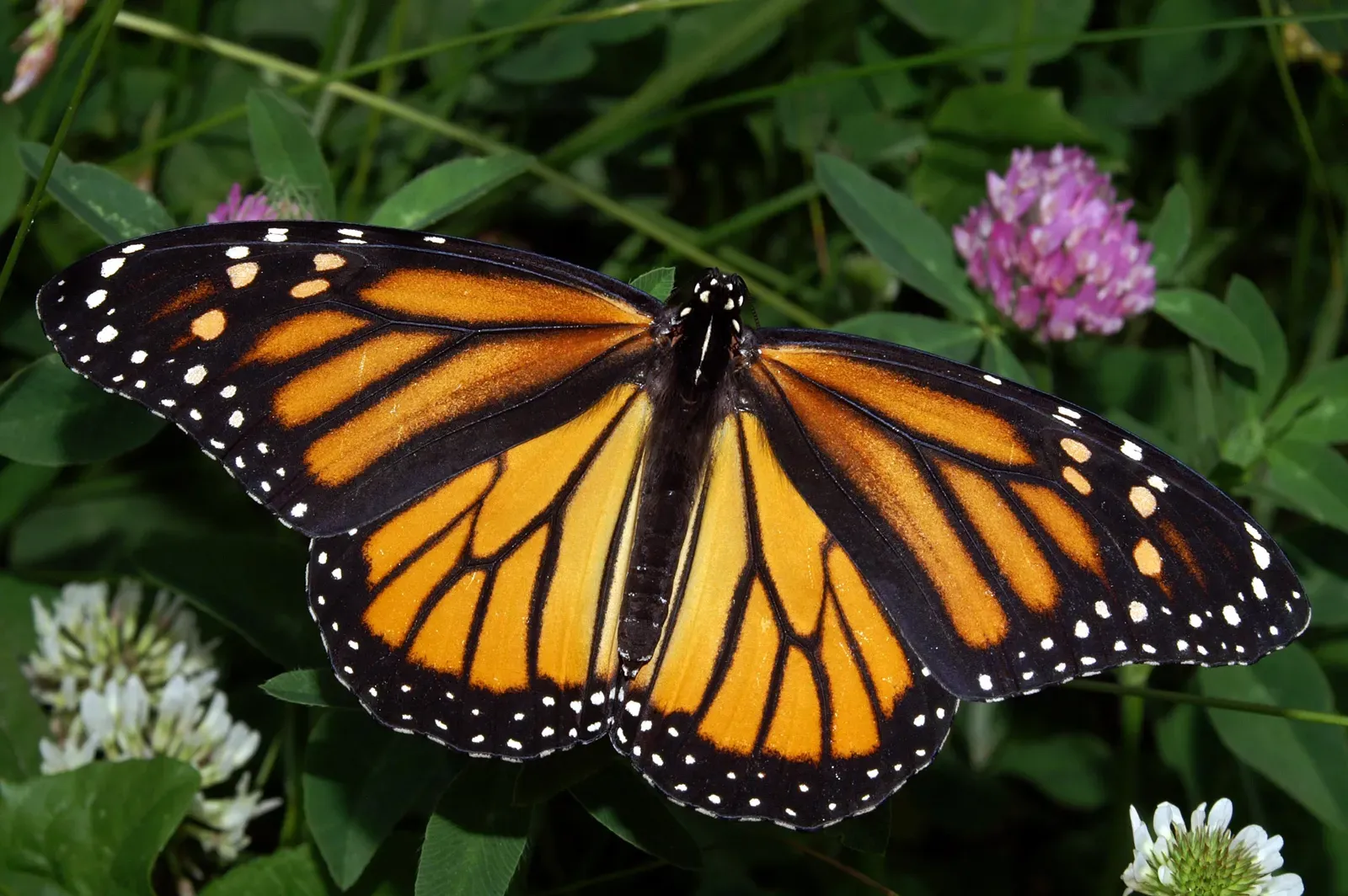 Monarch Butterflies: A Relay Race Across a Continent (Taken by Kenneth Dwain Harrelson, CC BY-SA 3.0)