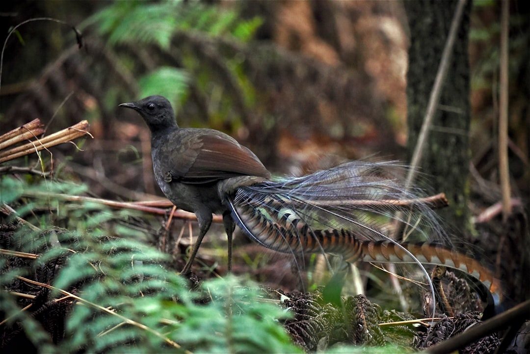 The Lyrebird: The Ultimate Mimic (Image Credits: Unsplash)