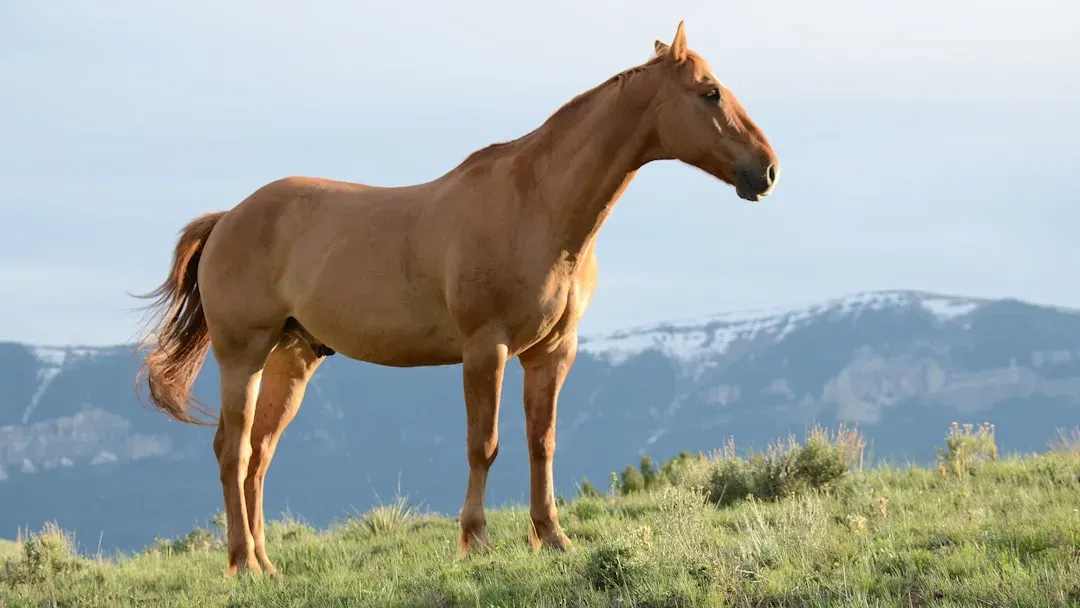 #10 &ndash; Mustang: Wild Instincts Don't Fully Retire (Image Credits: Unsplash)