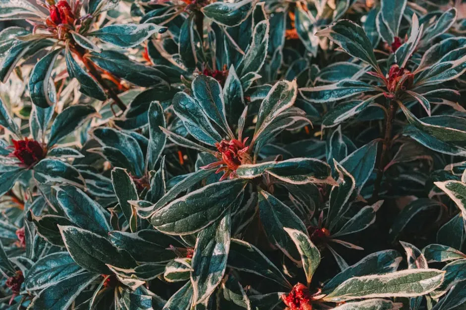 #5: Grow Evergreen Shrubs and Trees for Year-Round Cover (Image Credits: Pexels)