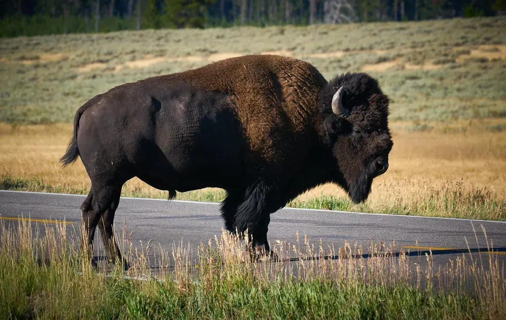 Grand Teton National Park, Wyoming: A Crossroads of Abundance (szeke, Flickr, CC BY-SA 2.0)