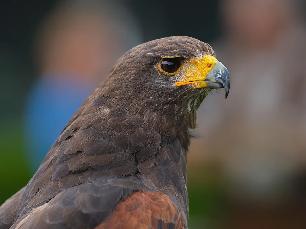 Aries &ndash; The Golden Eagle: Fearless First to the Sky (Image Credits: Pixabay)
