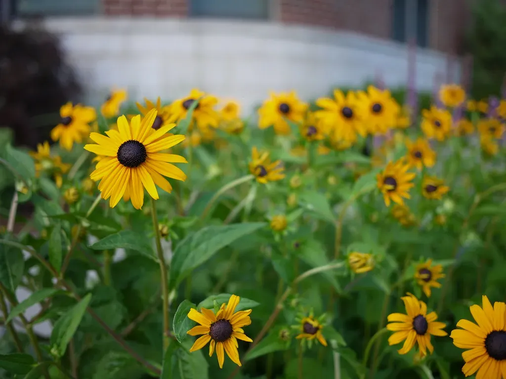 Black-Eyed Susan (Rudbeckia hirta) (madprime, Flickr, CC BY-SA 2.0)