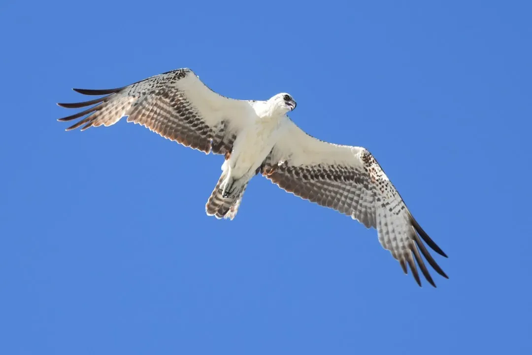 Conclusion: The Osprey Is Simply One of Nature's Greatest Achievers (Image Credits: Unsplash)