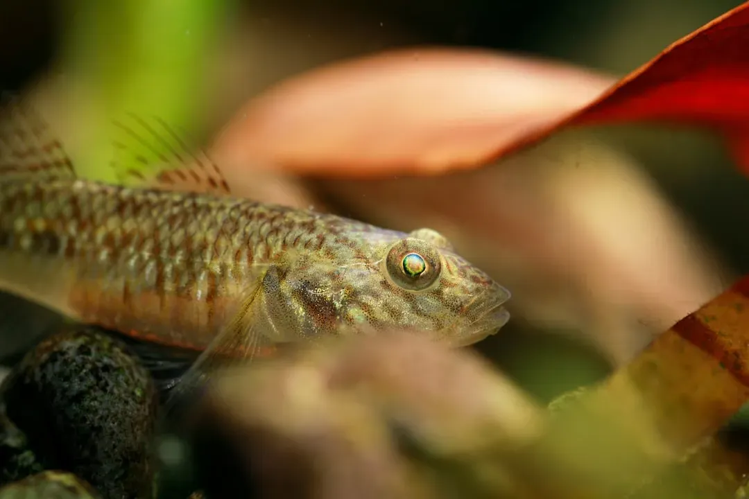 They Form Unlikely Friendships with Goby Fish (Image Credits: Unsplash)