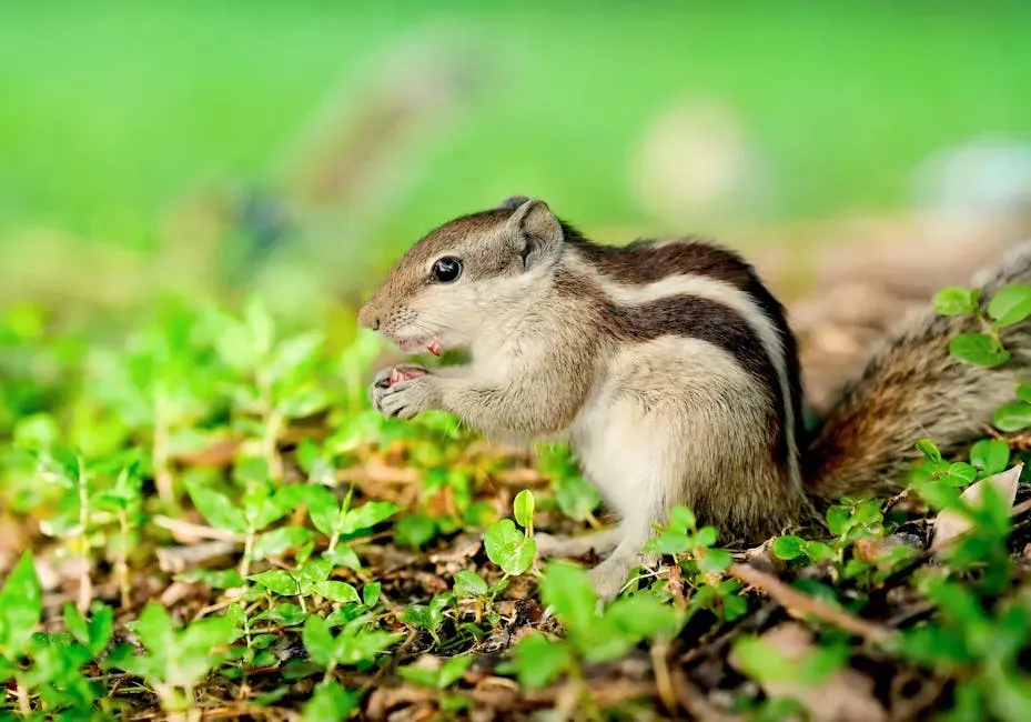 #20 - Squirrels (Image Credits: Pexels)