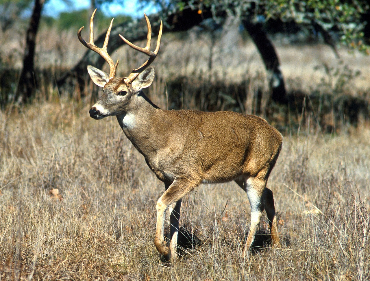 The Deer - Gentle Teacher of Grace (Image Credits: Pixabay)