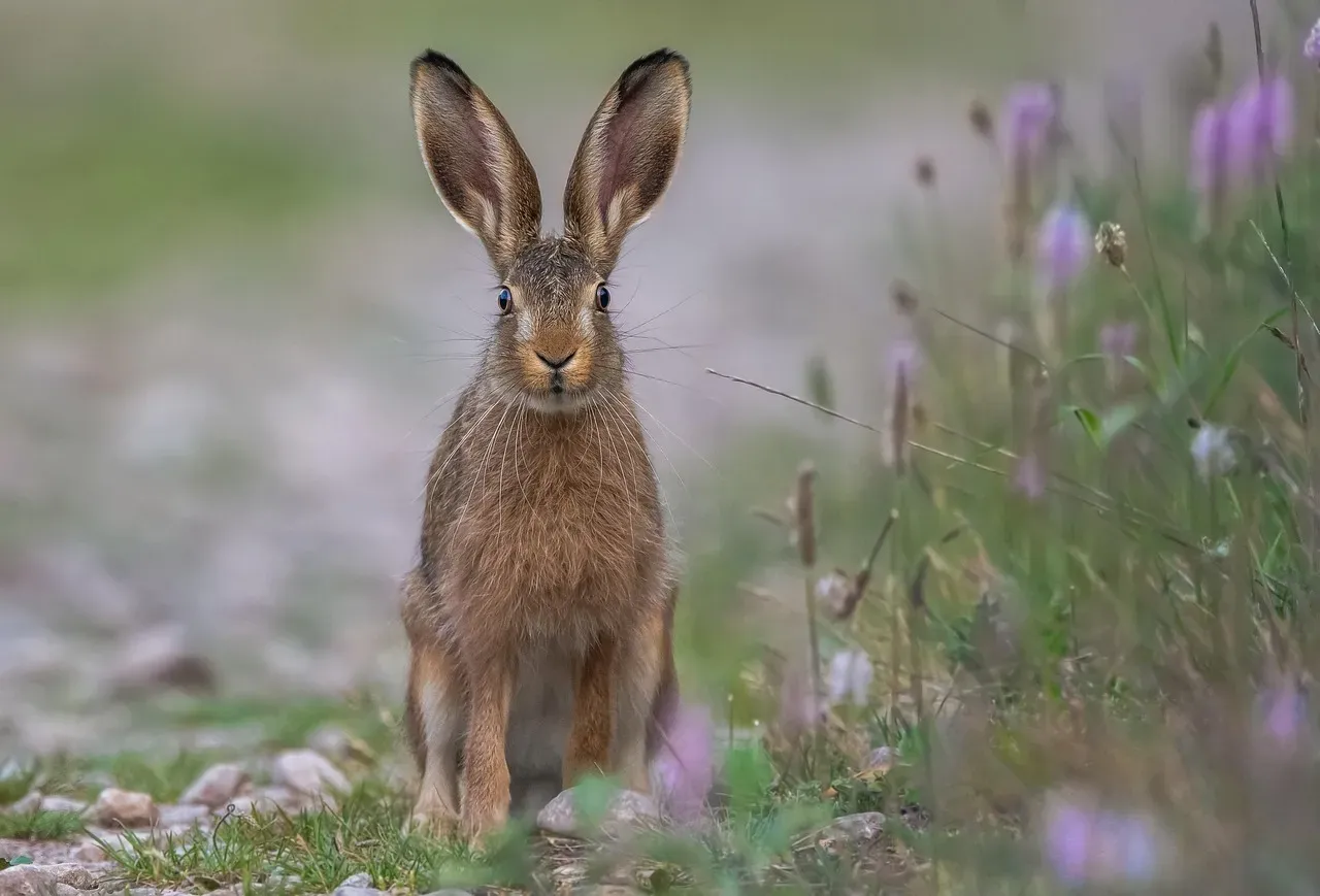 Snowshoe Hares: When Camouflage Becomes a Liability (Image Credits: Pixabay)