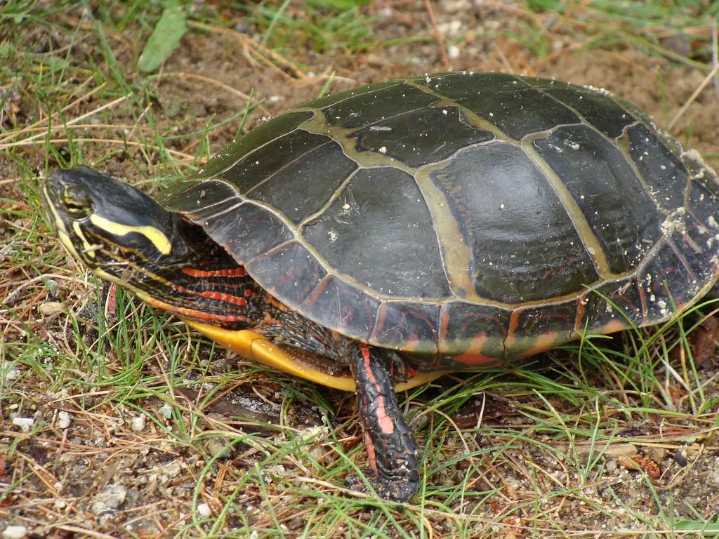 #6: Temperature Determines Whether Eggs Hatch as Male or Female (Seeds_of_Peace, Flickr, CC BY-SA 2.0)