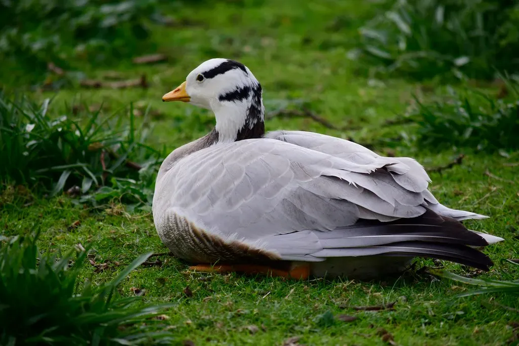 Bar-Headed Geese Over the Himalayas (Image Credits: Flickr)