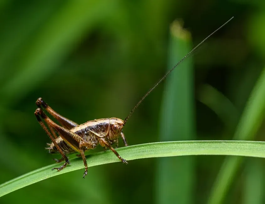 6. Crickets: The Surprisingly Destructive Night-Time Nibblers (Image Credits: Pexels)
