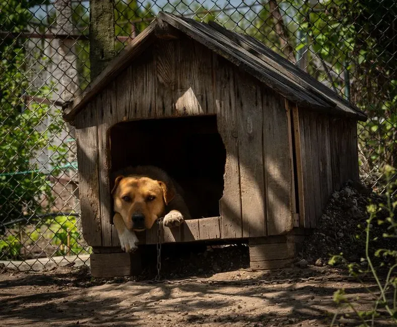 #26 - Keeping Dogs Outside Year-Round (Image Credits: Pexels)