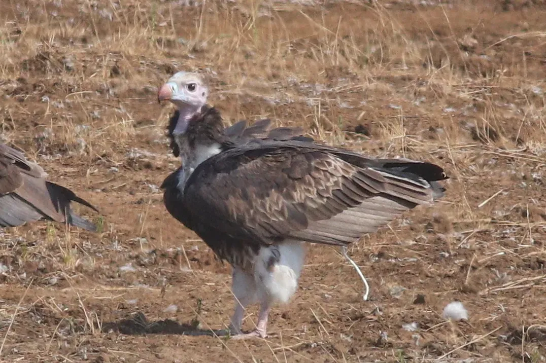 A Bald Head With a Purpose (Image Credits: Wikimedia)