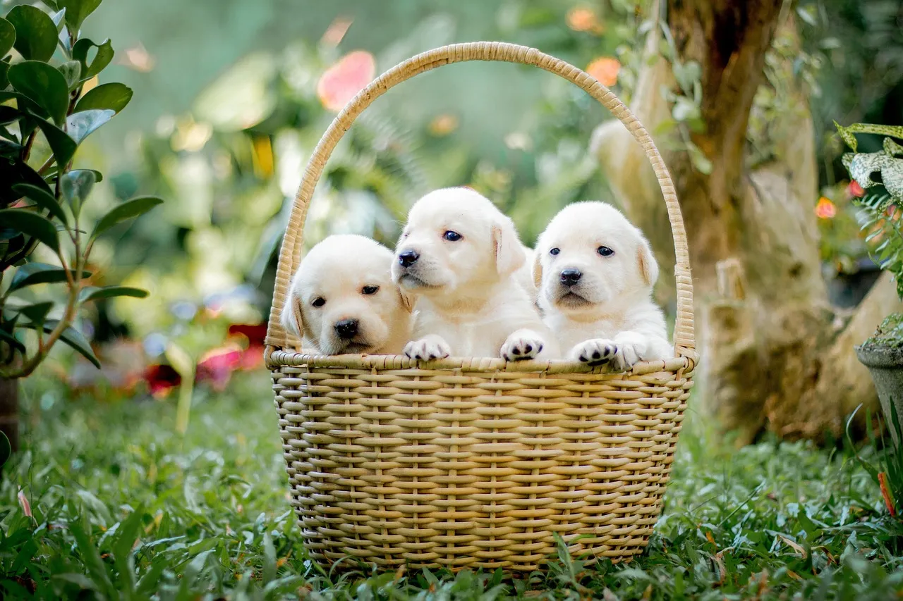 #3 - Labrador Retriever: The "Easy Dog" Myth (Image Credits: Pixabay)