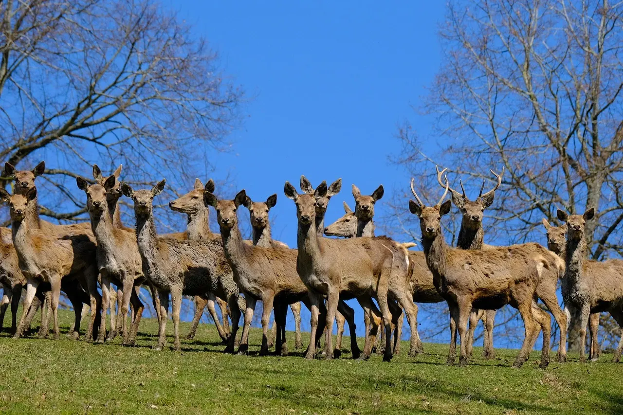 Bachelor Groups, Family Units, and the Seasonal Shift (Image Credits: Pixabay)
