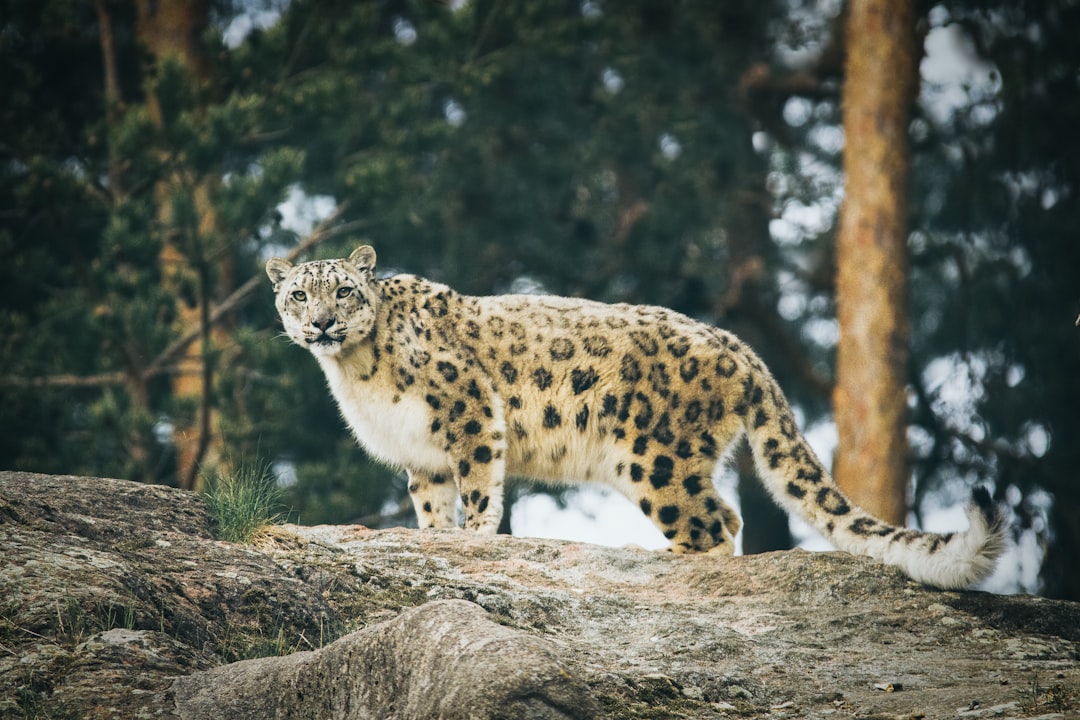 Snow Leopards (Image Credits: Unsplash)