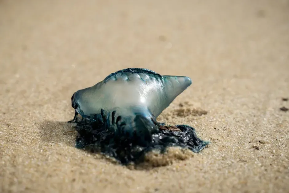 7. The Portuguese Man-of-War: Not a Jellyfish, Something Far Stranger (Image Credits: Pexels)