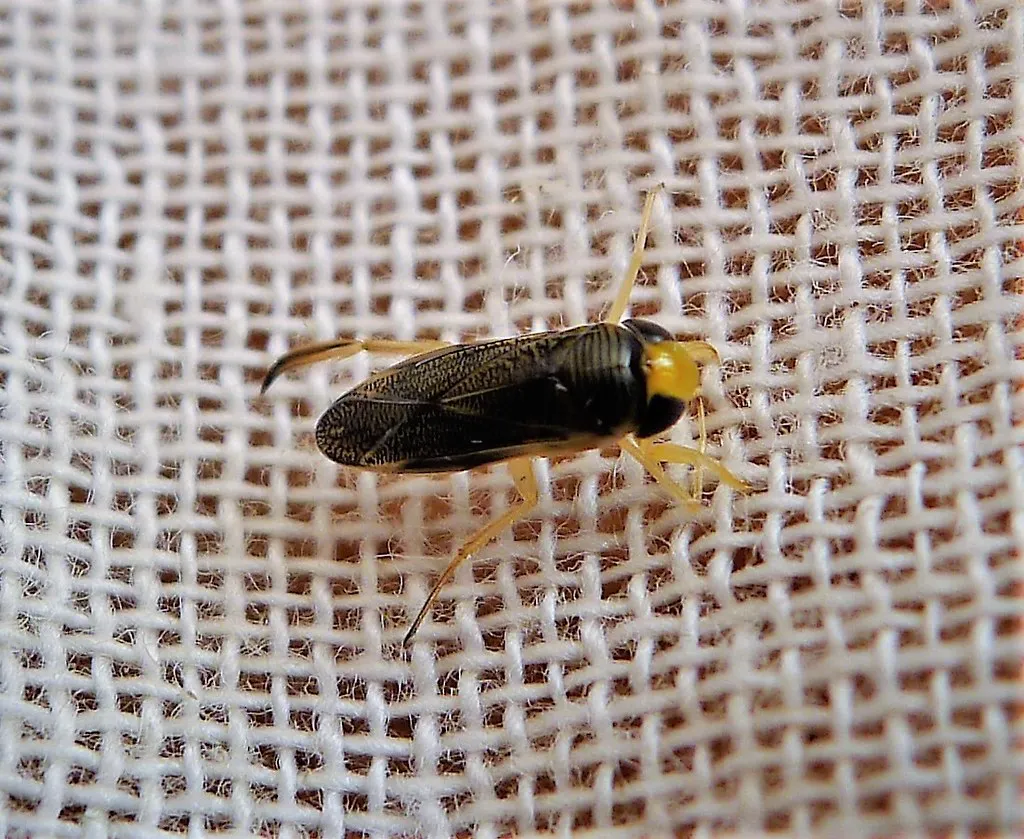 Conclusion: Rethinking Nature's Noisemakers (gailhampshire, Flickr, CC BY 2.0)