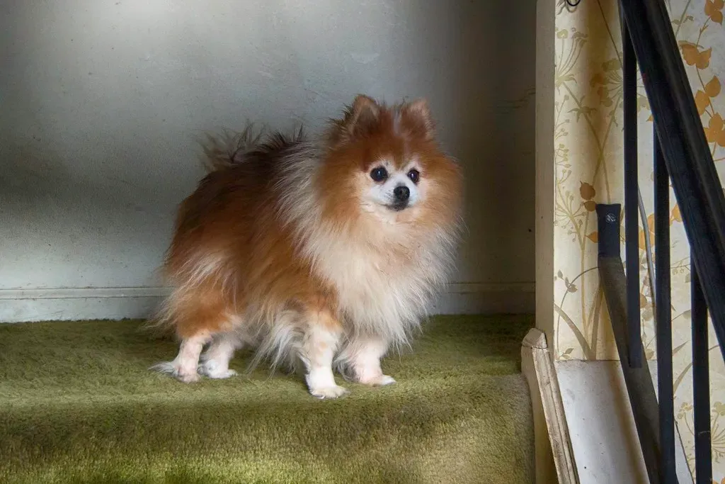 16. Pomeranian (lexky, Flickr, CC BY 2.0)