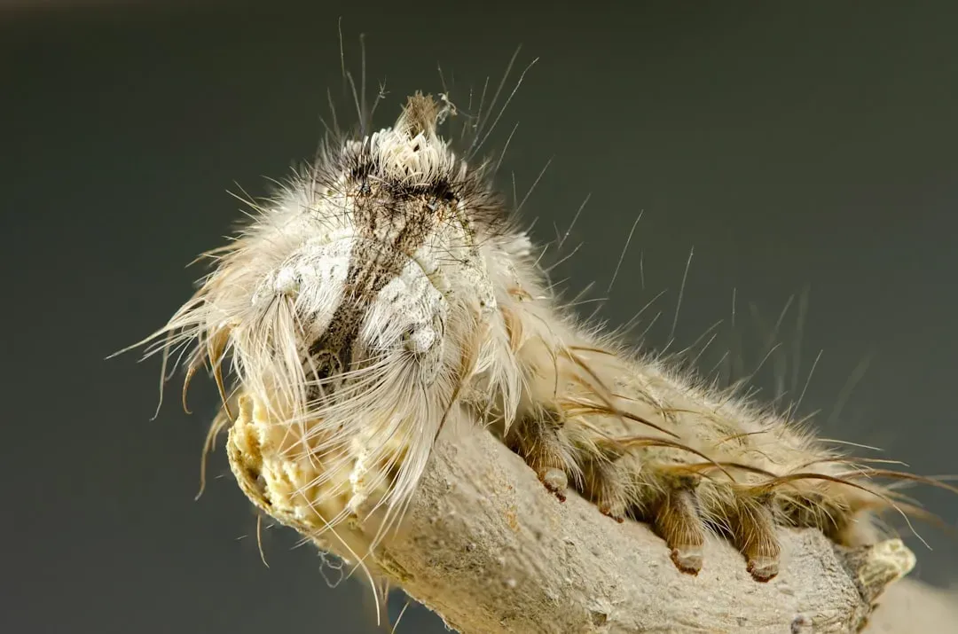 3. The Puss Caterpillar: Fluffy Little Terror of the South (Image Credits: Unsplash)