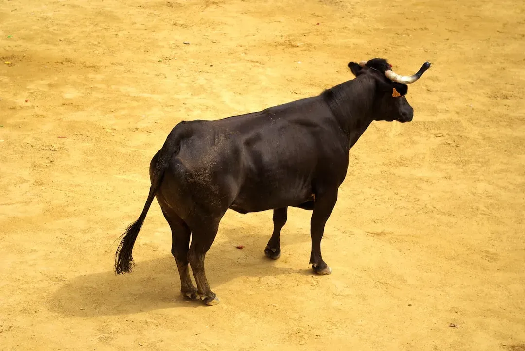 Taurus: The Bull's Stubborn Freeze Response (Image Credits: Unsplash)