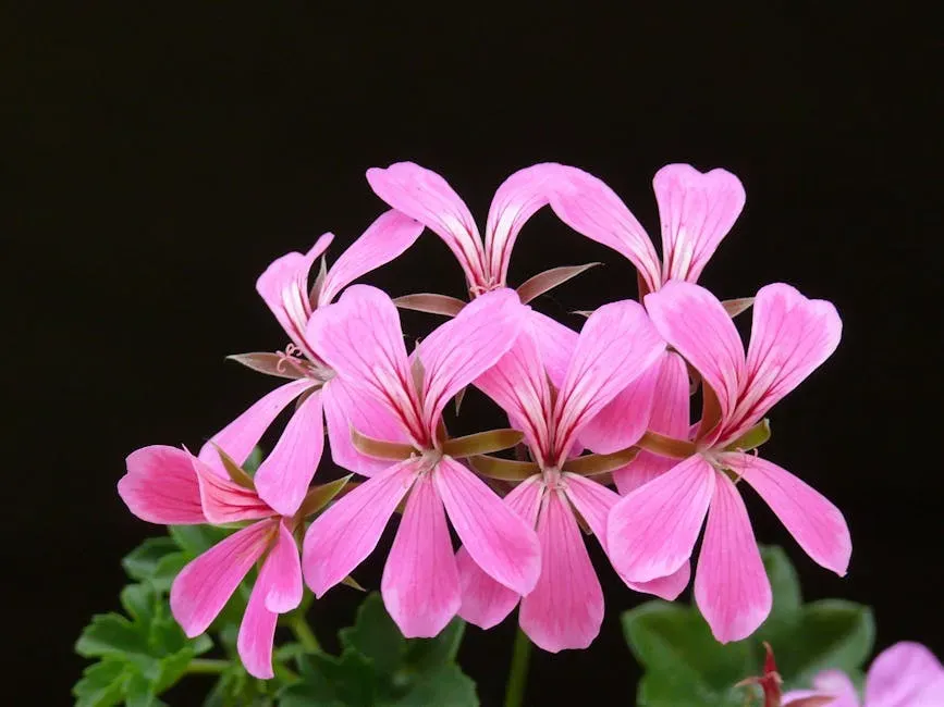 Scorpio (October 23 – November 21): Geranium (Image Credits: Pexels)