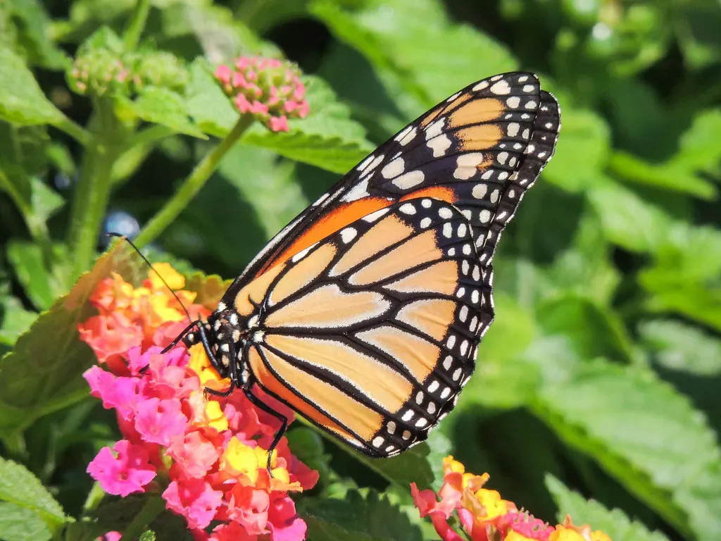 Butterflies: Wings of a Thousand Hues (Image Credits: Flickr)