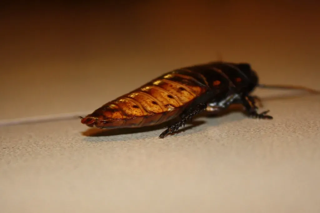 1. The Relentless Cockroach (Image Credits: Flickr)