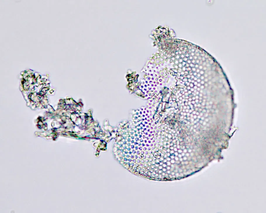 Diatomaceous Earth: The Microscopic Warrior (Image Credits: Wikimedia)