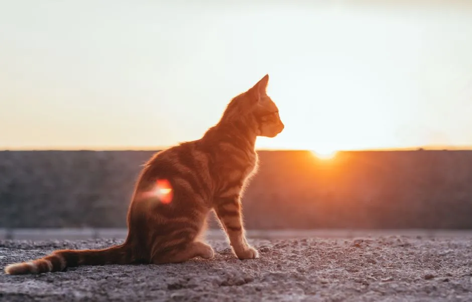 The Bottom Line (Image Credits: Pexels)