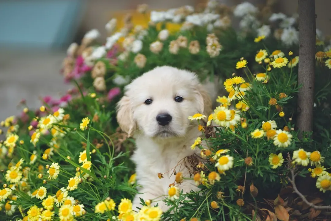 Golden Retriever: The Gentle Soul With Endless Devotion (Image Credits: Unsplash)