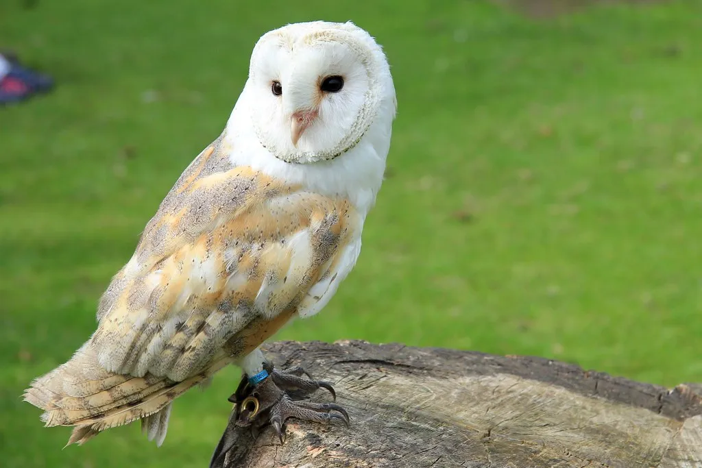 7. Large Fruit Trees and Old Orchards: The Unexpected Owl Cafeteria (Karen Roe, Flickr, CC BY 2.0)