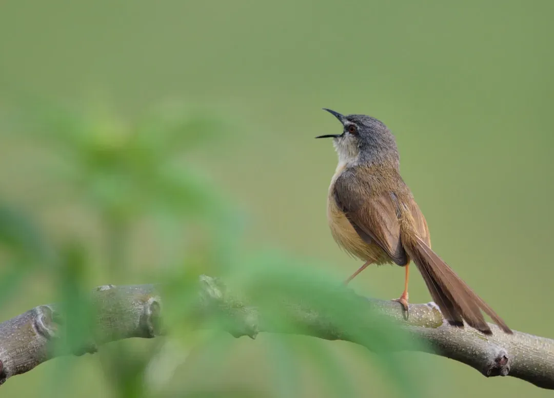 #3: Their Songs Are Not All Mimicry - Most Is Purely Their Own (Image Credits: Unsplash)