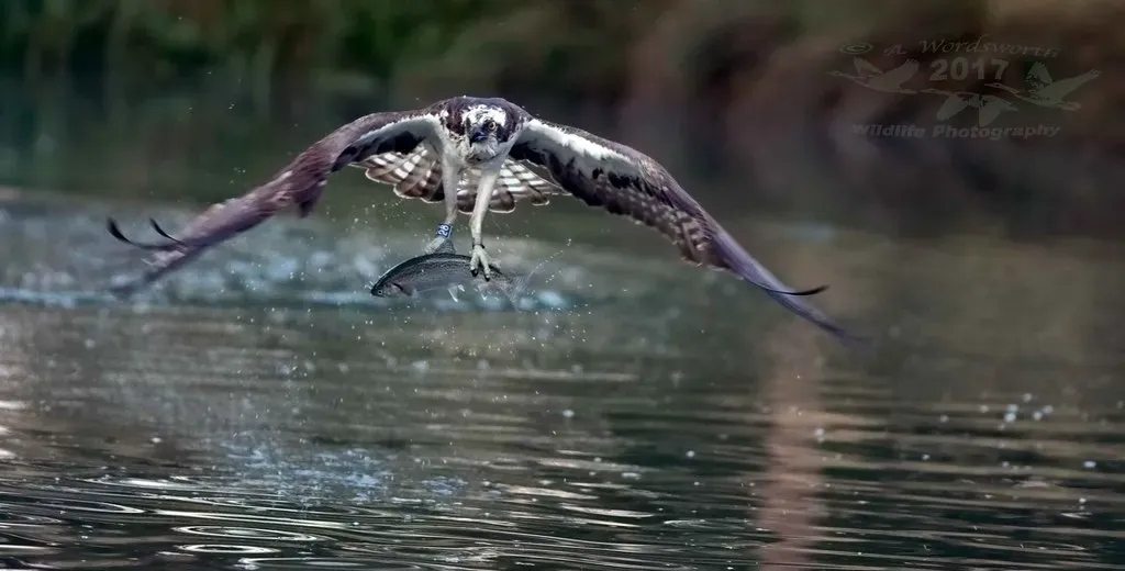 Osprey: The Master Fisherman (Image Credits: Flickr)