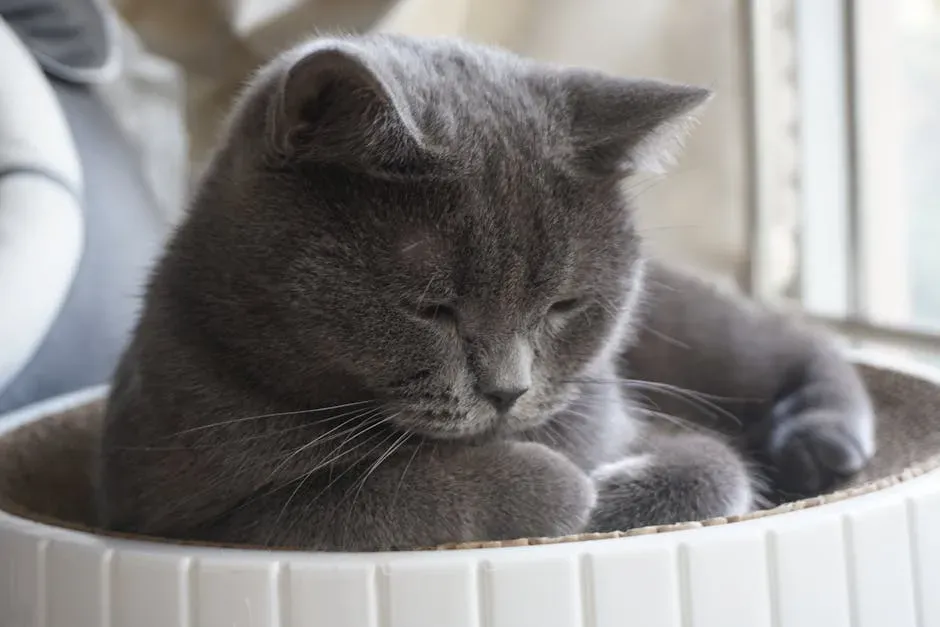 Virgo (August 23 – September 22): The British Shorthair (Image Credits: Pexels)