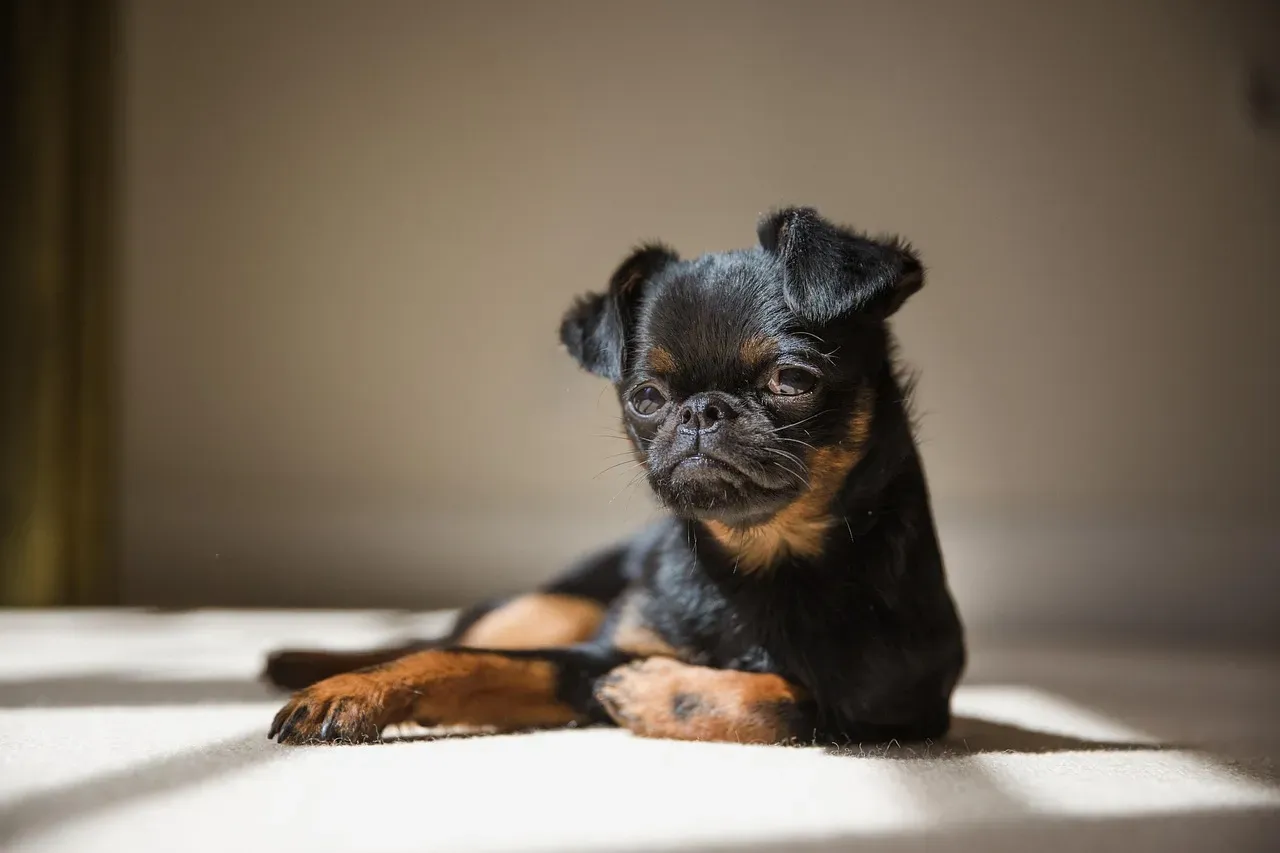 11. Brussels Griffon: The Perpetually Unimpressed Philosopher (Image Credits: Pixabay)